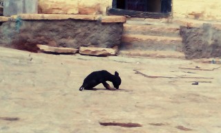 Pejsek v ulicích Jaisalmeru, staré město
